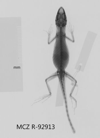 Media type: image;   Herpetology R-92913 Aspect: dorsoventral x-ray